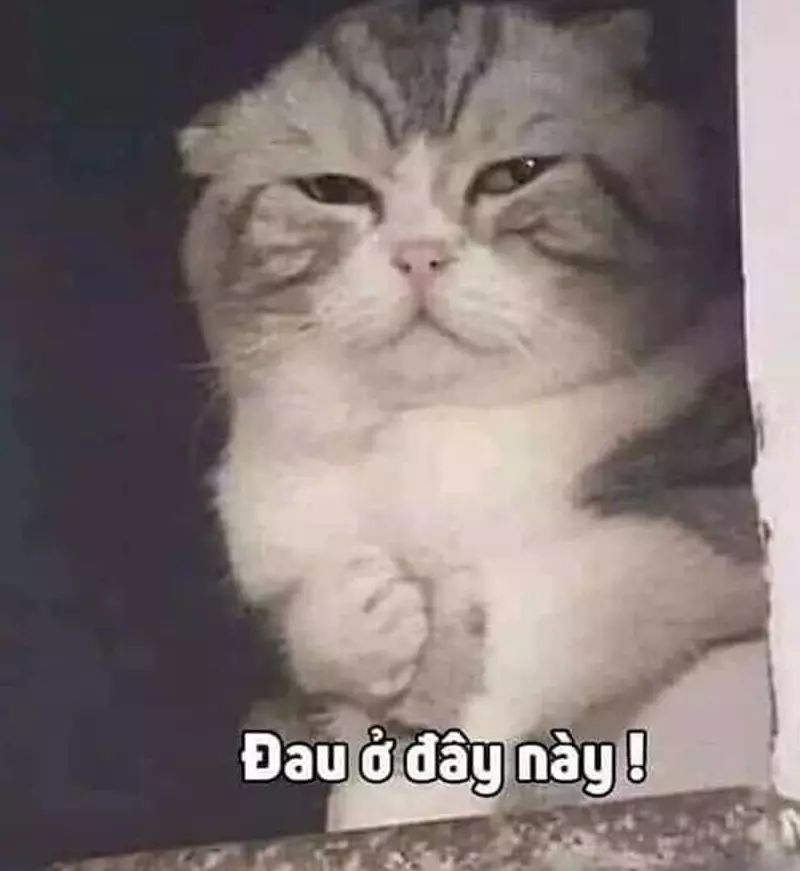 Meme mèo bựa
