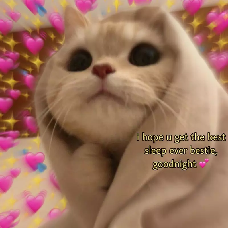 Meme mèo đáng yêu