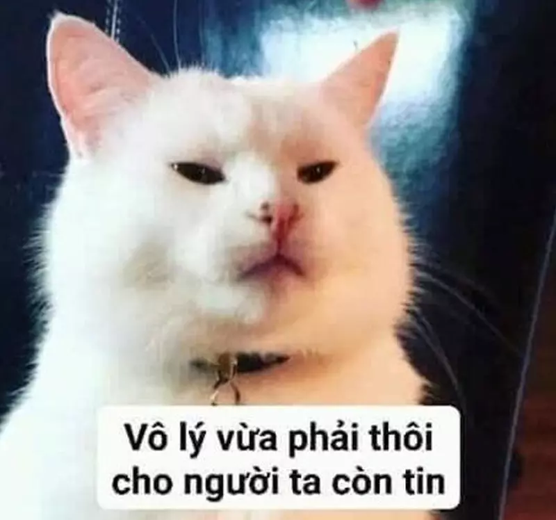 Meme mèo bựa
