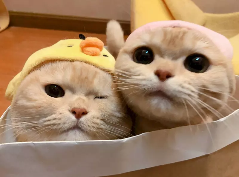 Meme mèo couple