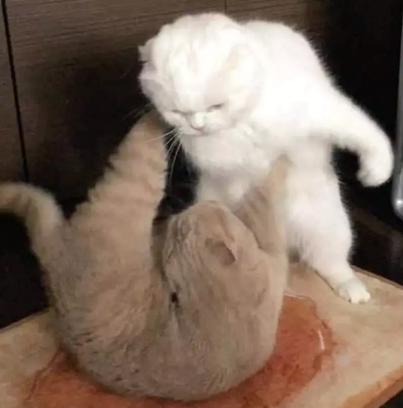 Meme mèo couple