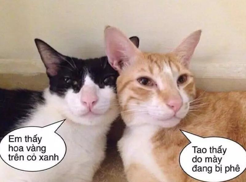 Meme mèo couple