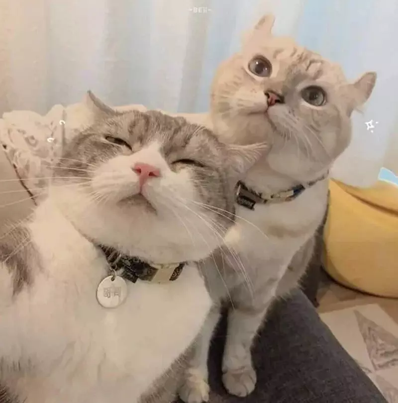Meme mèo couple