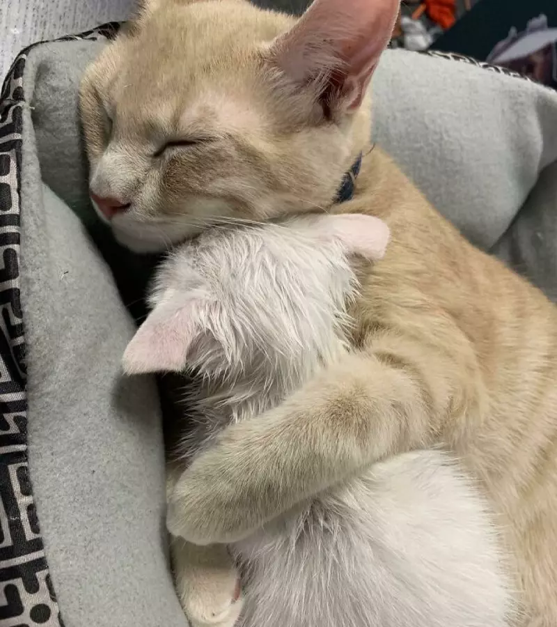 Meme mèo couple
