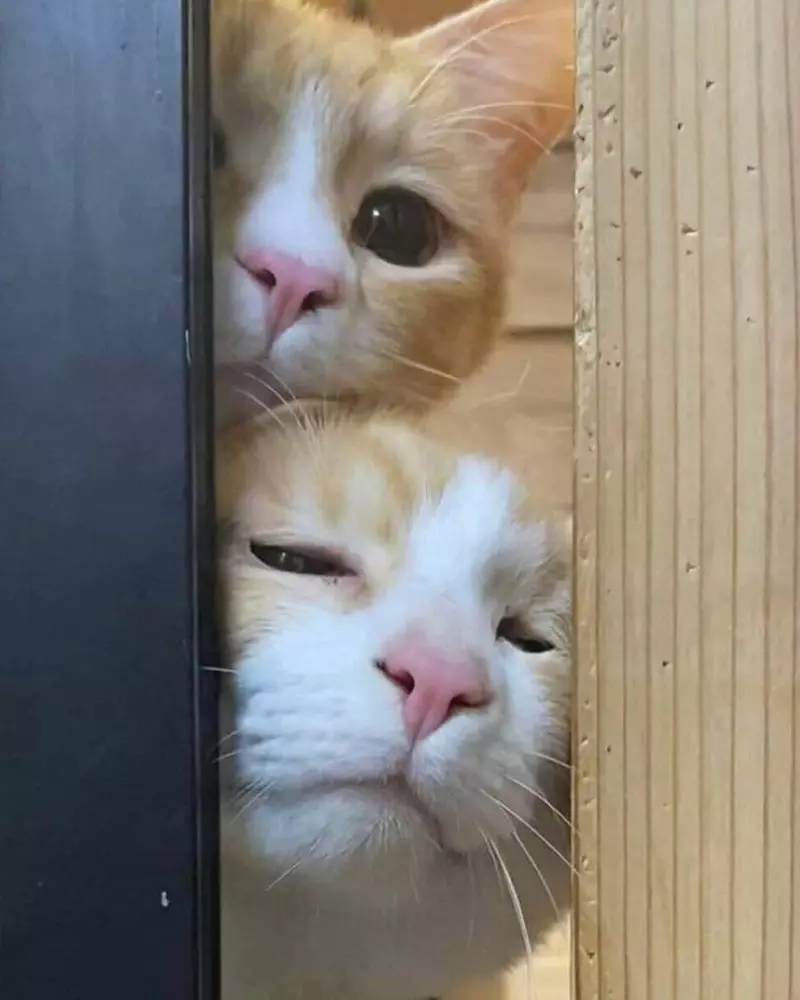 Meme mèo couple