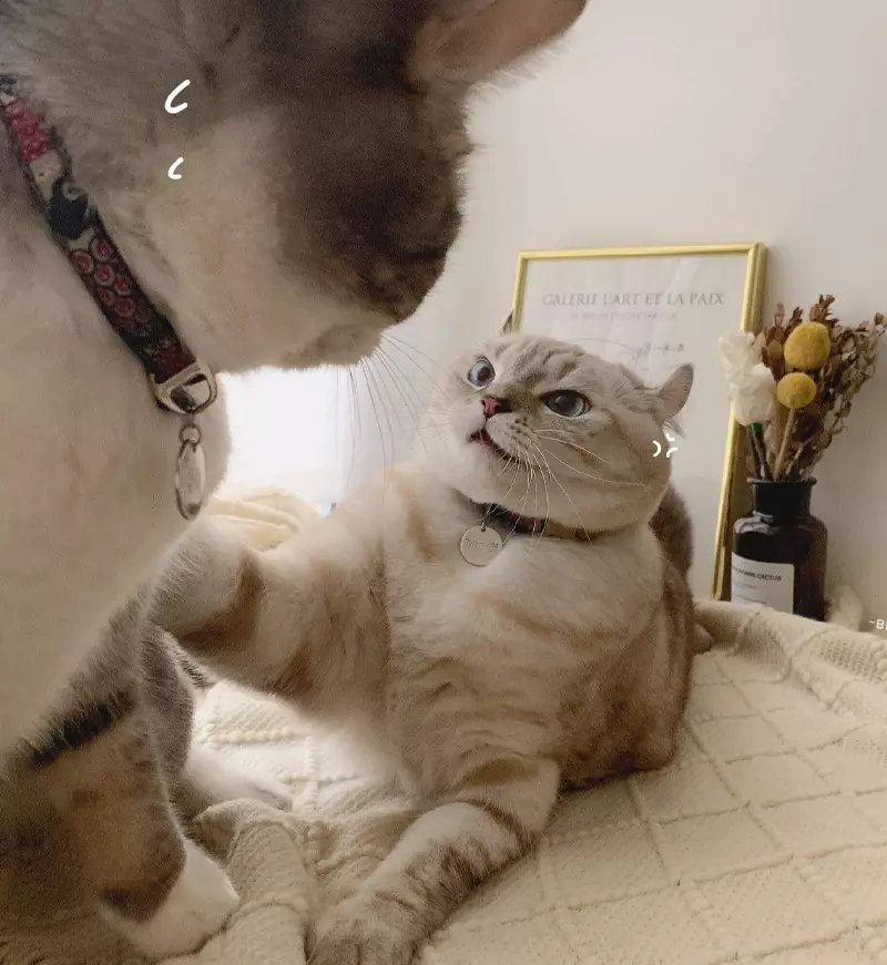 Meme mèo couple