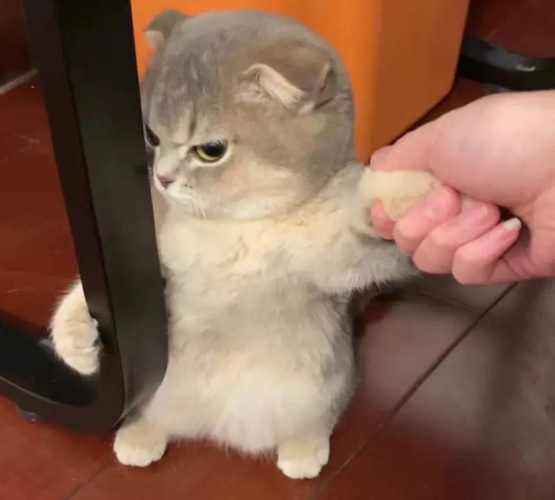 Meme mèo giận dỗi