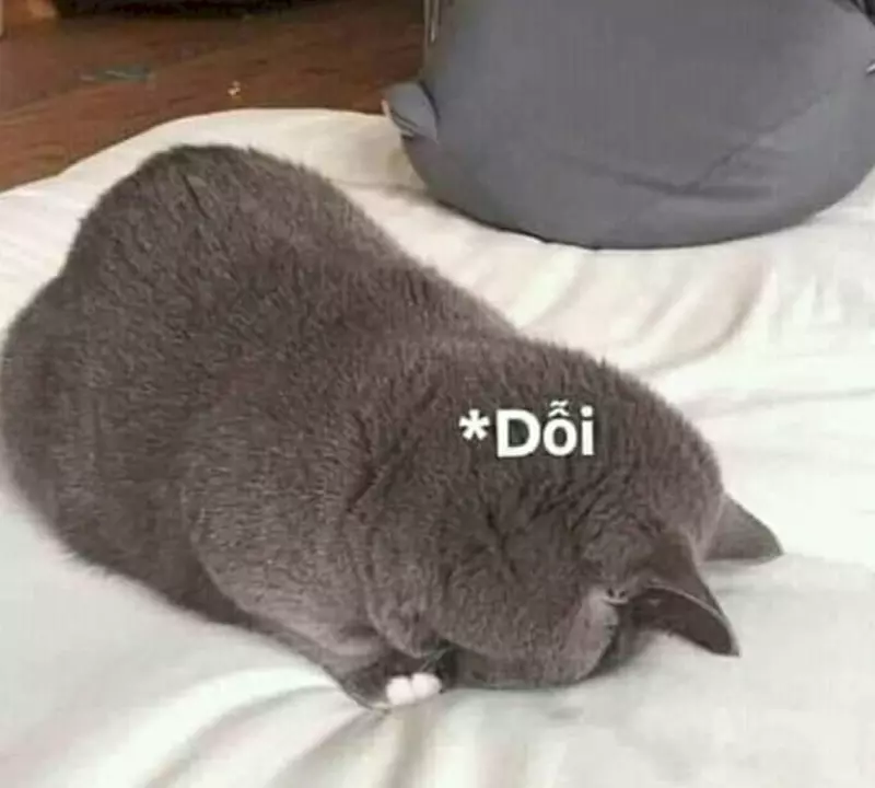 Meme mèo giận dỗi