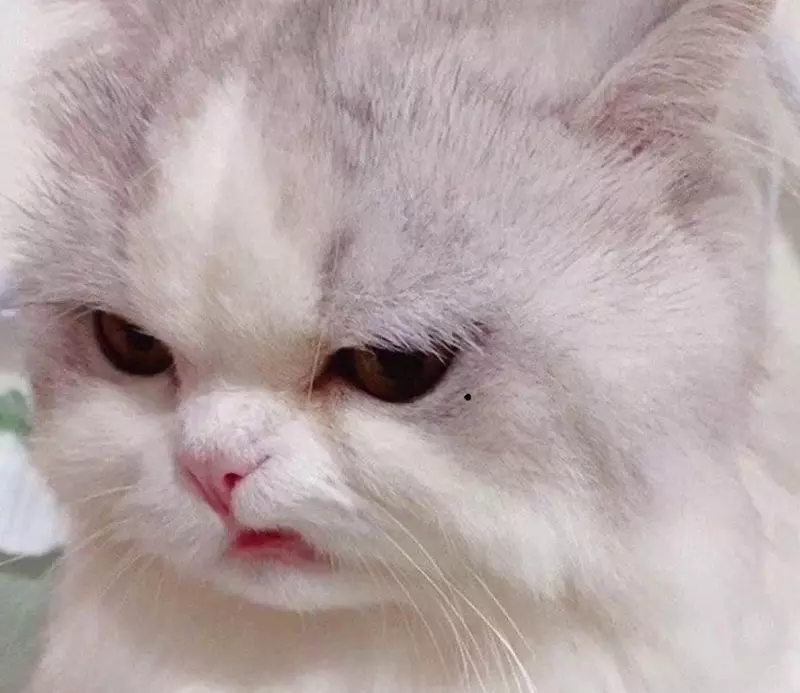 Meme mèo giận dỗi