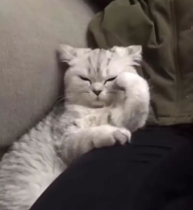 Meme mèo giận dỗi
