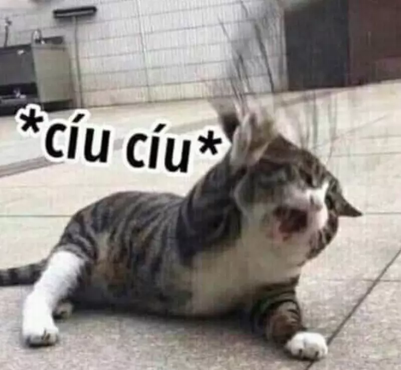 Meme mèo bựa