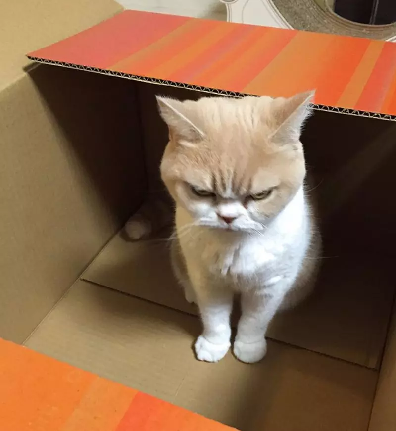 Meme mèo giận dỗi