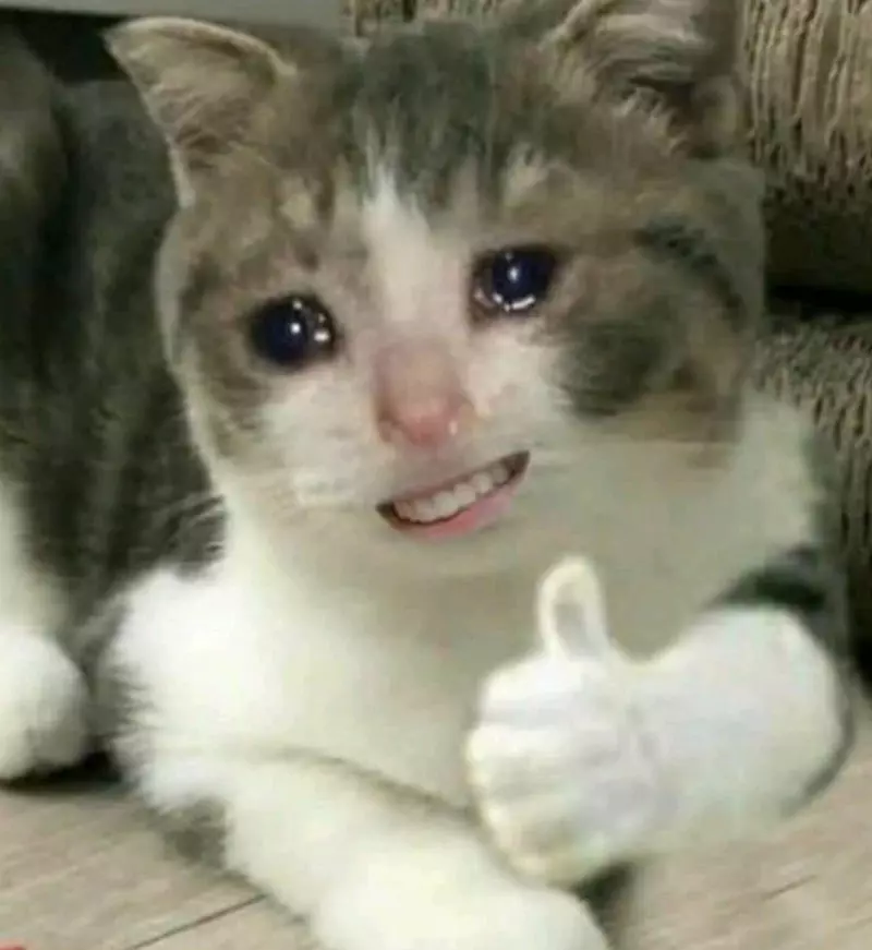 Meme mèo like