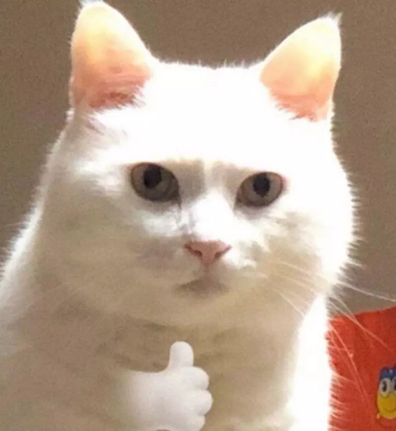Meme mèo like