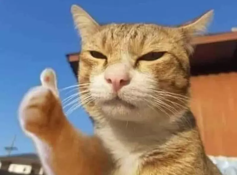 Meme mèo like