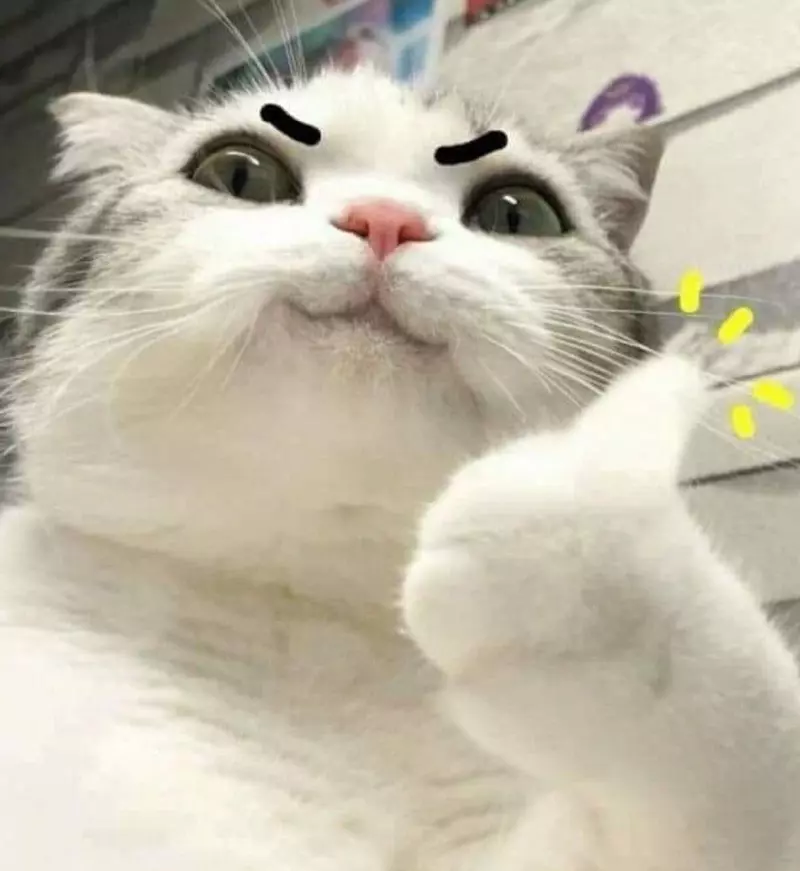 Meme mèo like
