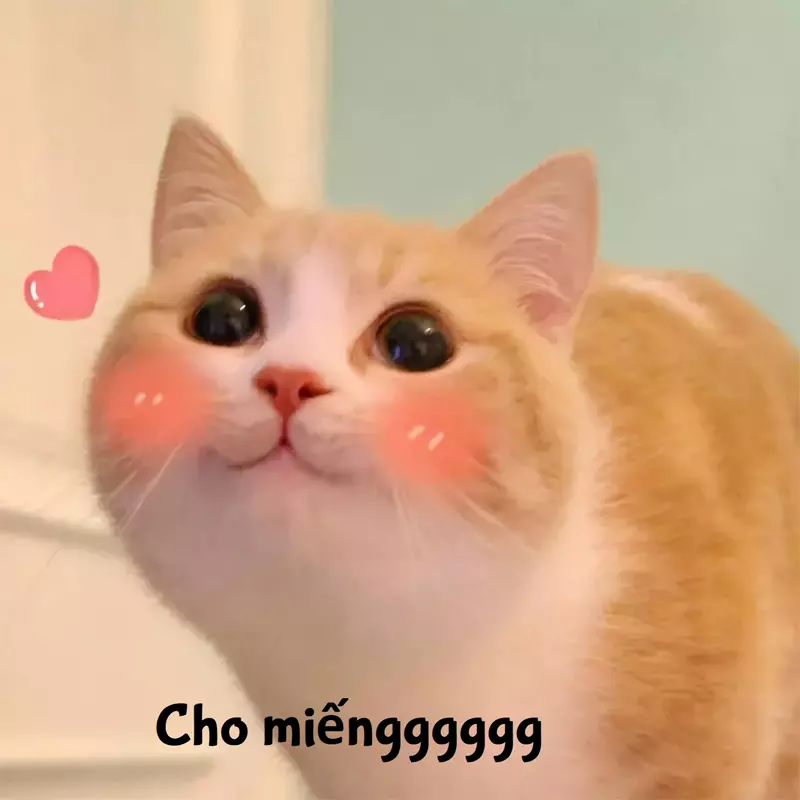 Meme mèo đáng yêu