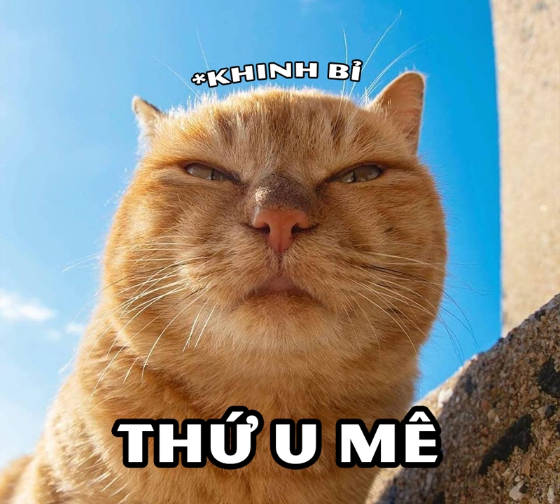 Meme mèo bựa