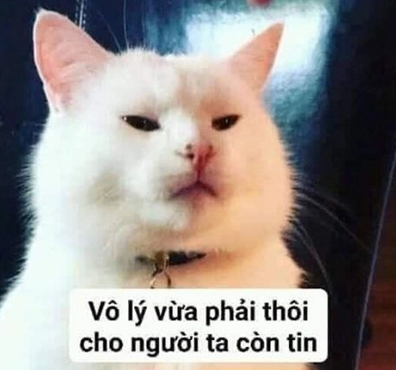 Meme mèo giận dỗi