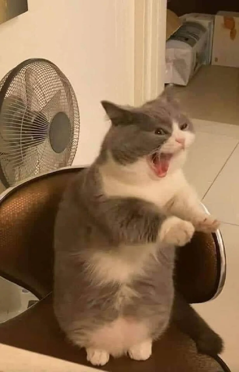 Meme mèo giận dỗi