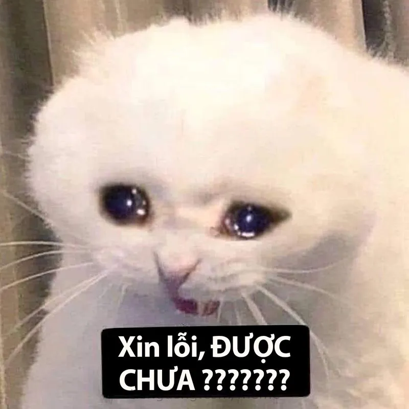 Meme mèo khóc