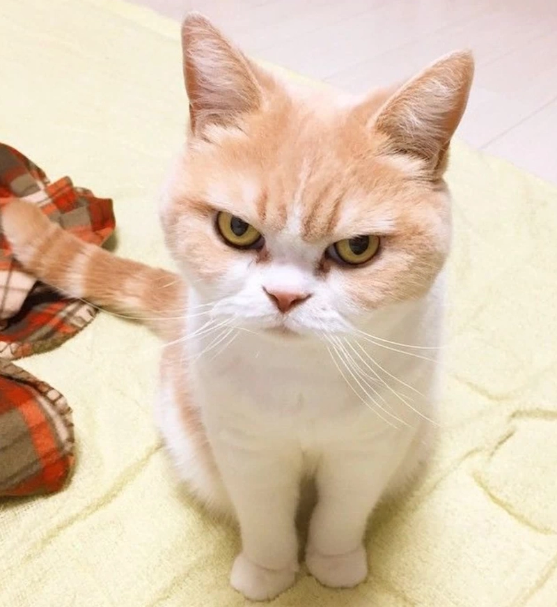 Meme mèo giận dỗi