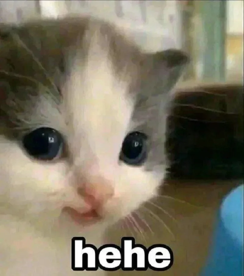 Meme mèo đáng yêu