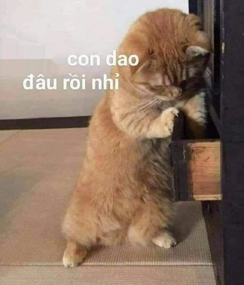 Meme mèo bựa