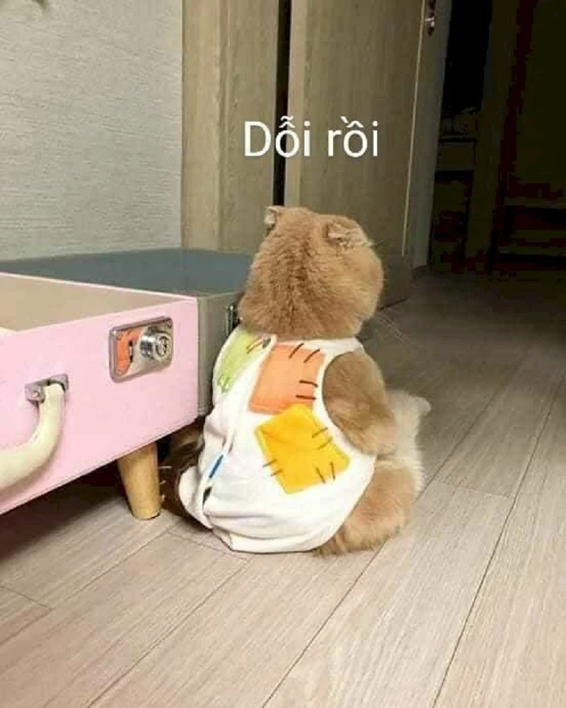 Meme mèo giận dỗi