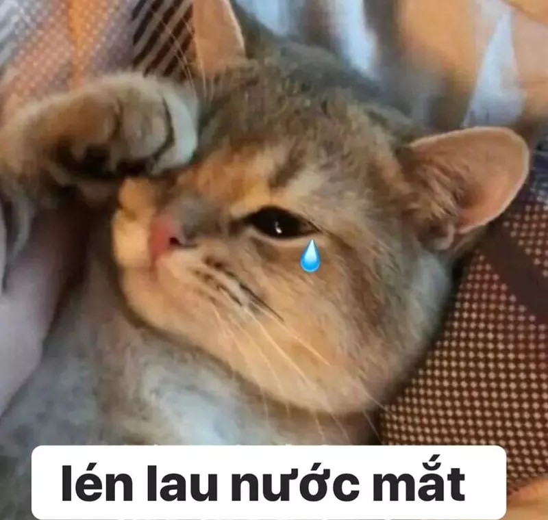 Meme mèo khóc