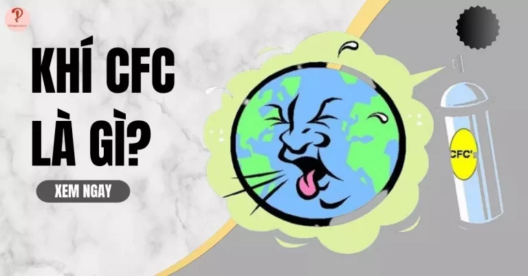 CFC là gì?