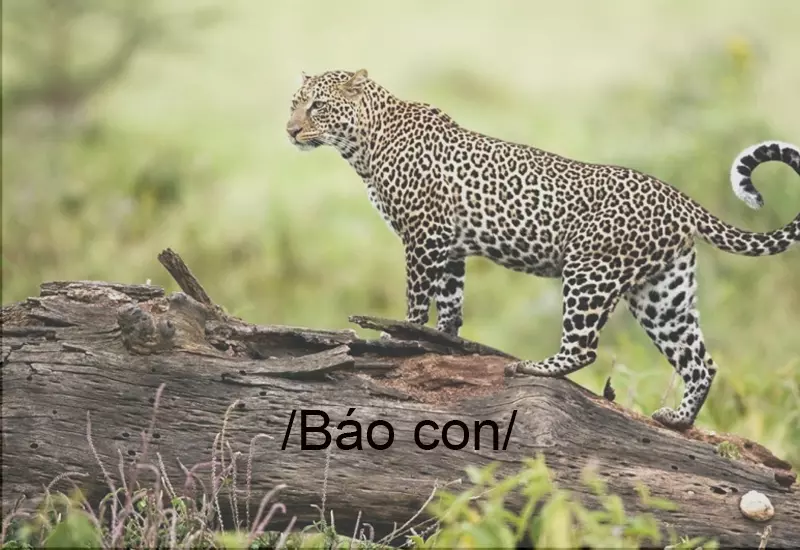 Báo con