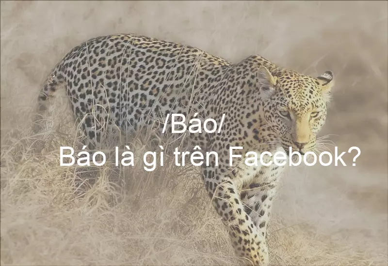 Báo là gì trên Facebook?