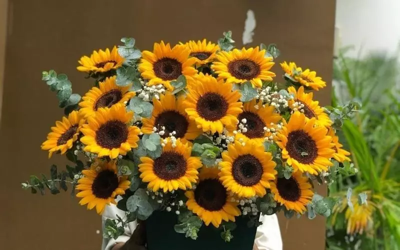 Hoa hướng dương mang đến nguồn năng lượng tích cực và sự thành công