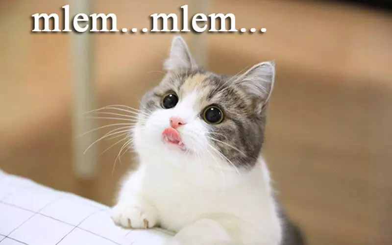 Mlem được giới trẻ yêu thích sử dụng để nói về những hành động, cử chỉ dễ thương của một ai đó