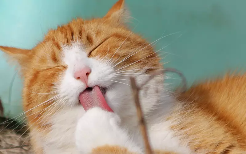 Nguồn gốc của từ Mlem