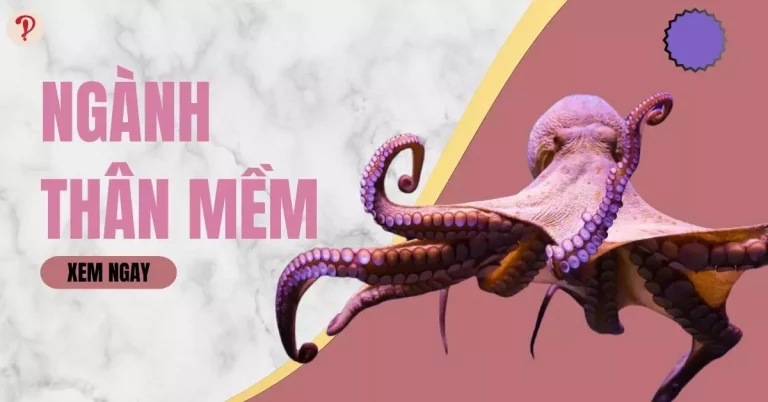 Ngành thân mềm