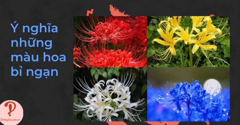 Ý nghĩa màu hoa bỉ ngạn thumb